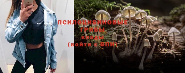 ГАЛЛЮЦИНОГЕННЫЕ ГРИБЫ Ельня